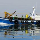 Austernfischer in Walvis Bay