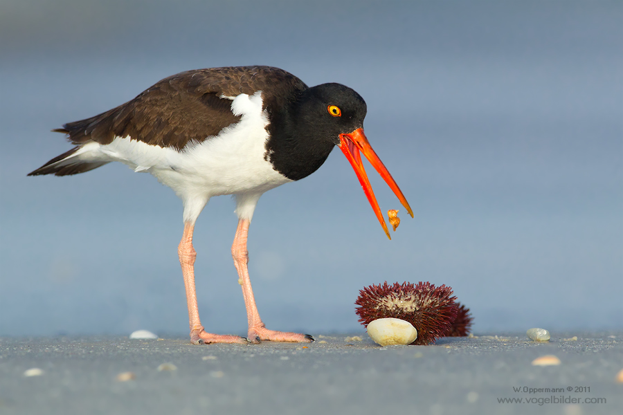 Austernfischer mit Seeigel