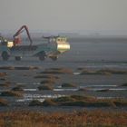 Austernfischer morgens in der Bucht vom Le Mont St. Michel