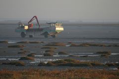 Austernfischer morgens in der Bucht vom Le Mont St. Michel