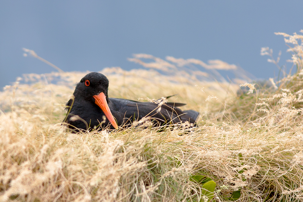 Austernfischer Nest