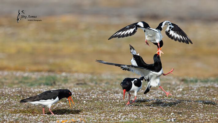Austernfischer // Öland