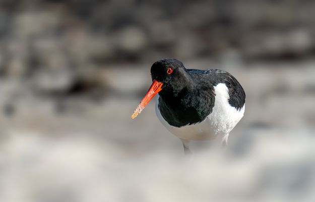 Austernfischer - Oystercatcher