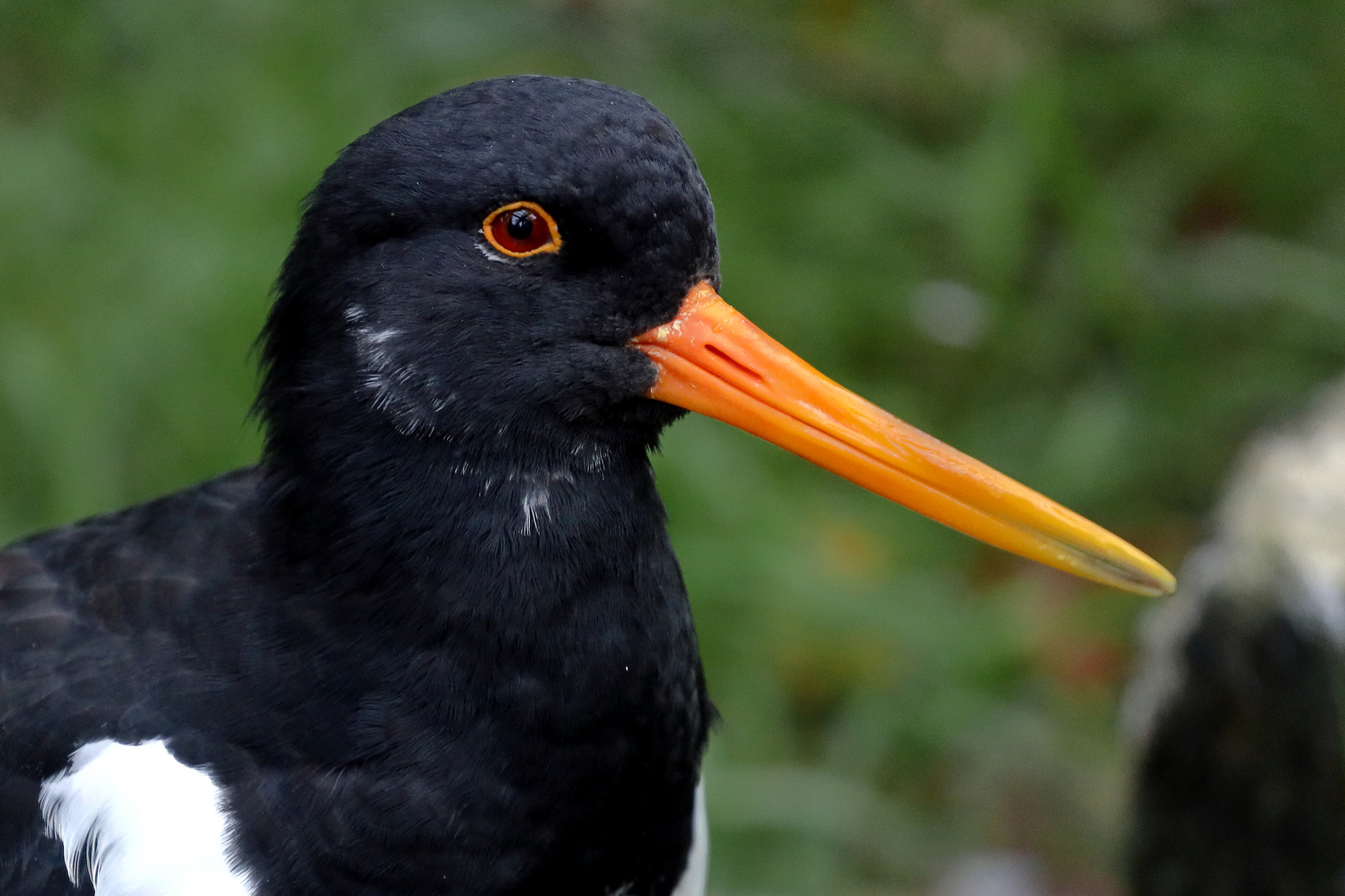 Austernfischer - Portrait - Tierpark Olderdissen