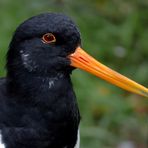 Austernfischer - Portrait - Tierpark Olderdissen