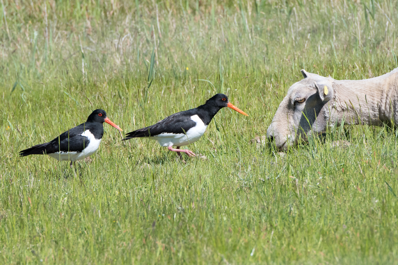 Austernfischer-Schaf