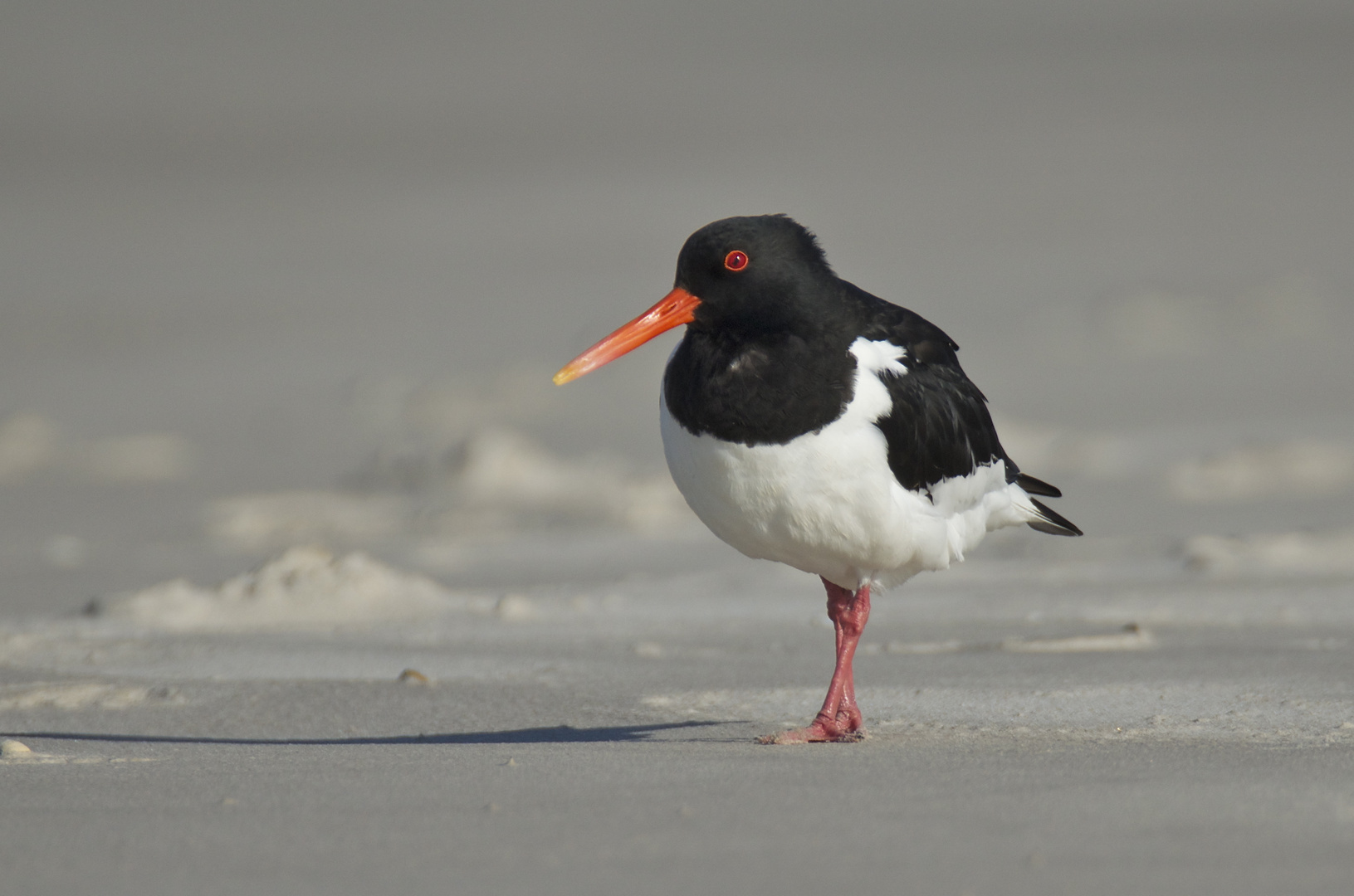 Austernfischer Strandspaziergang