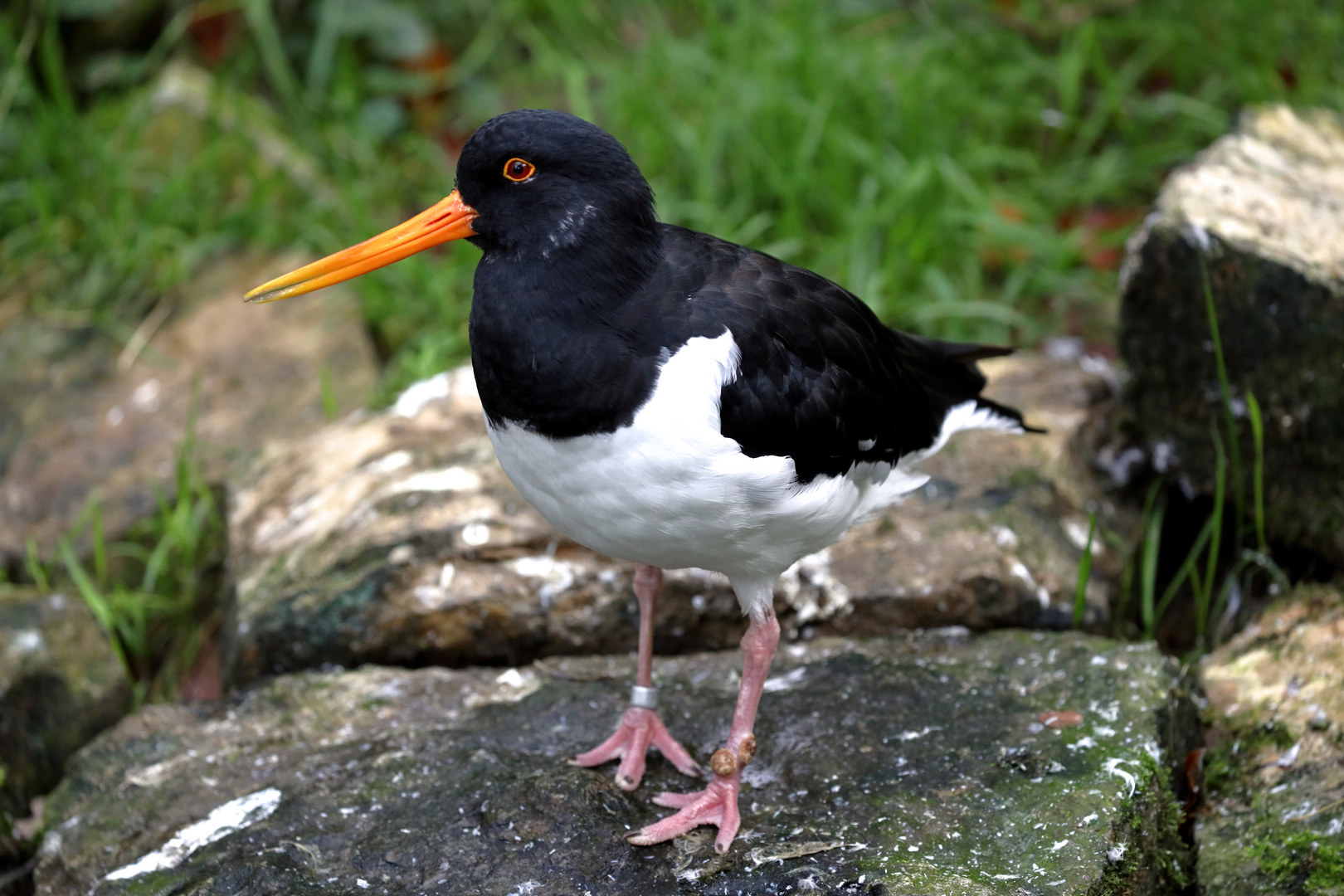 Austernfischer - Tierpark Olderdissen