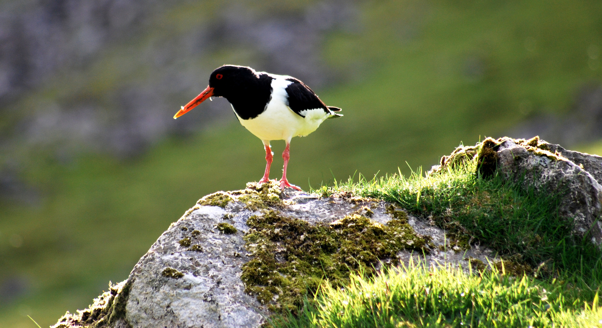 Austernfischer (Tjaldur auf färingisch)