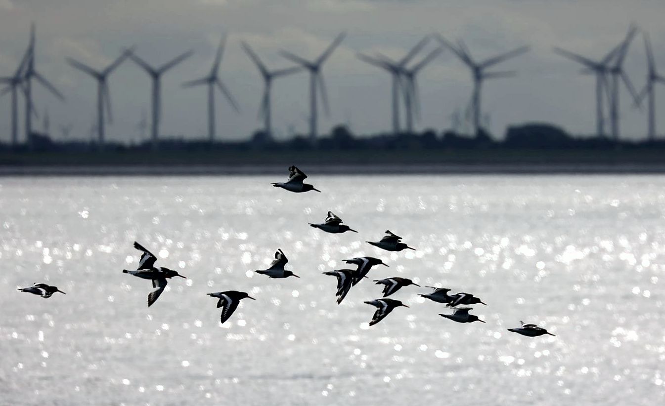 Austernfischer über dem Wattenmeer