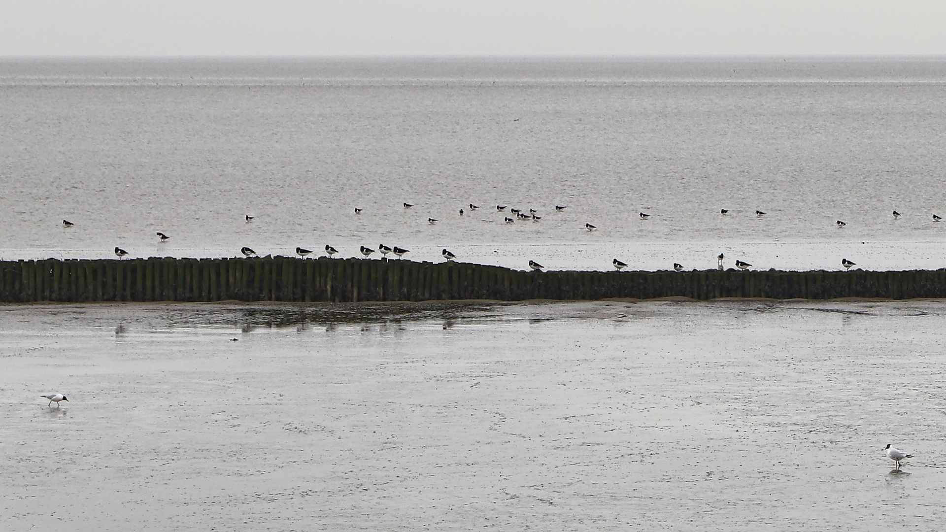 Austernfischer und Lachmöwen (2019_03_23_EOS 6D Mark II_0924sw_ji)