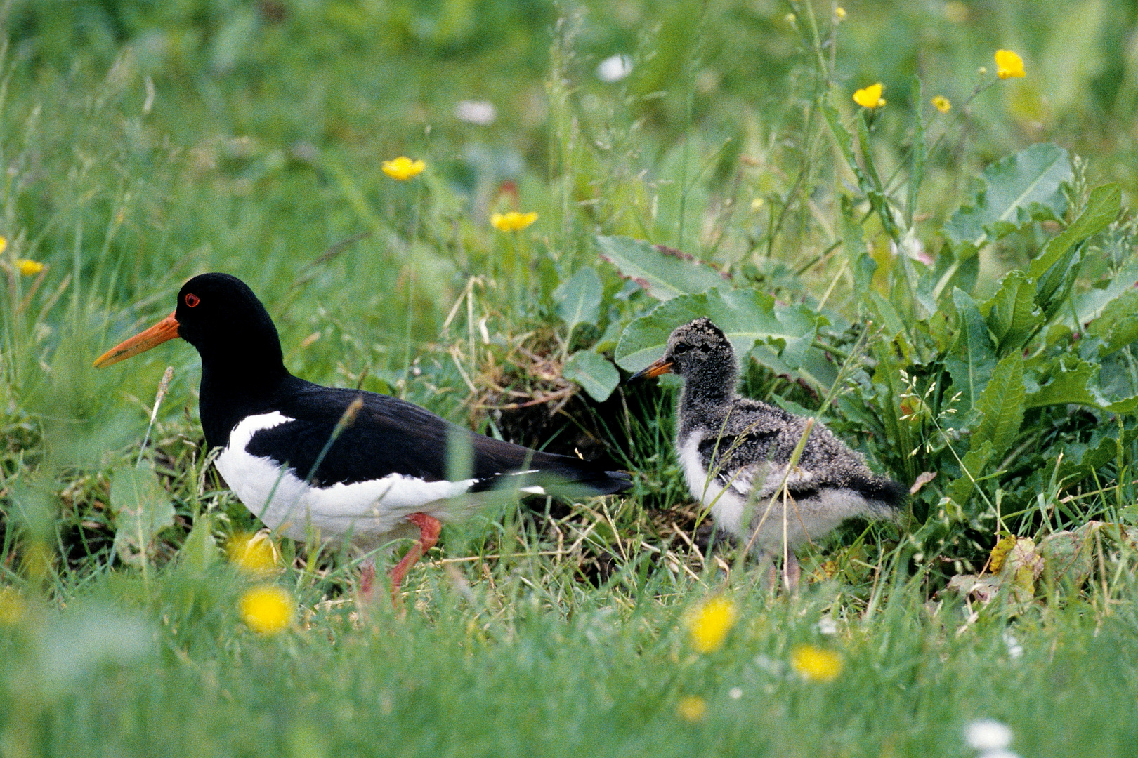 Austernfischerfamilienspaziergang