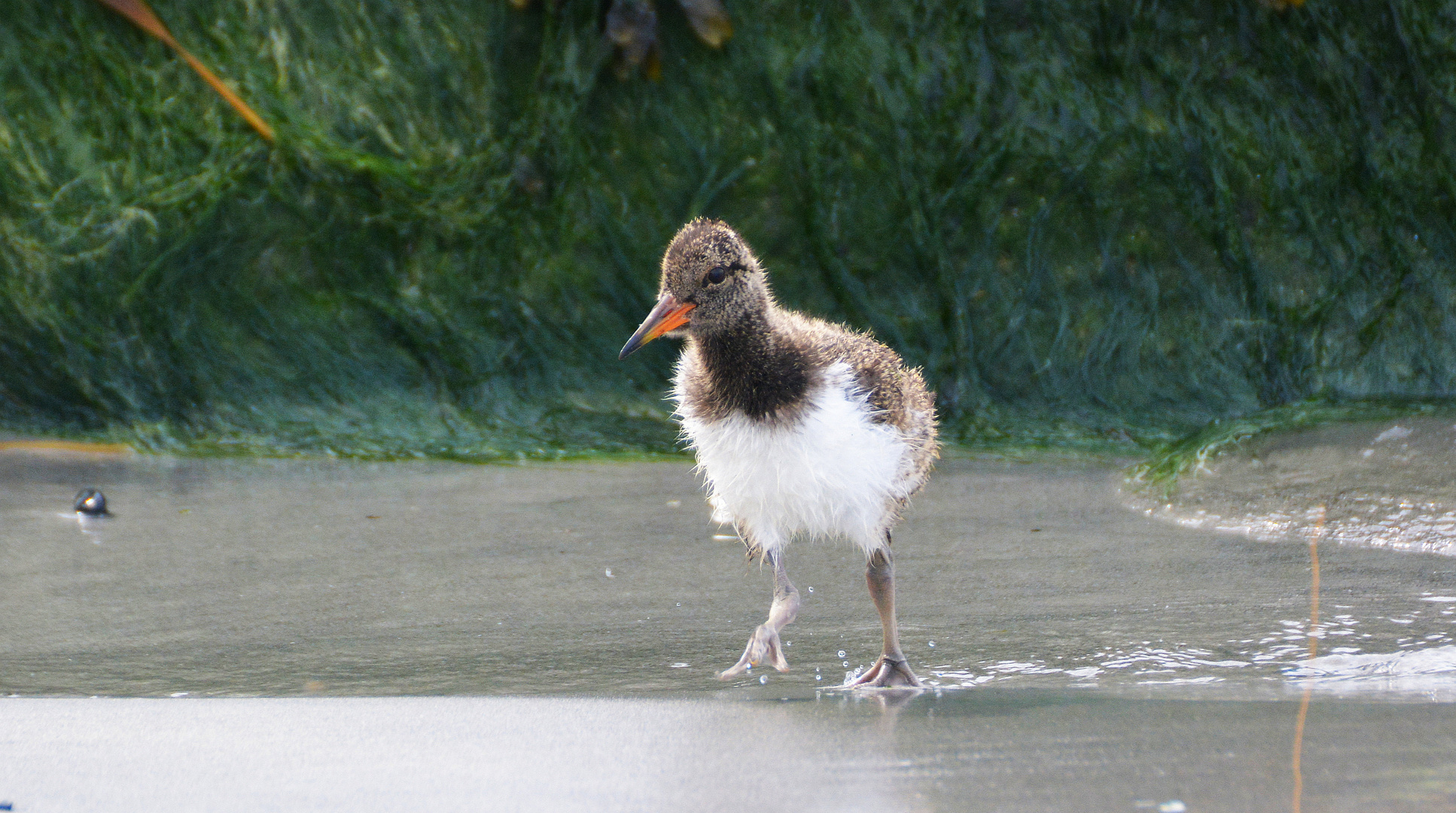 Austernfischerküken auf der Düne von Helgoland