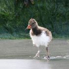 Austernfischerküken auf der Düne von Helgoland