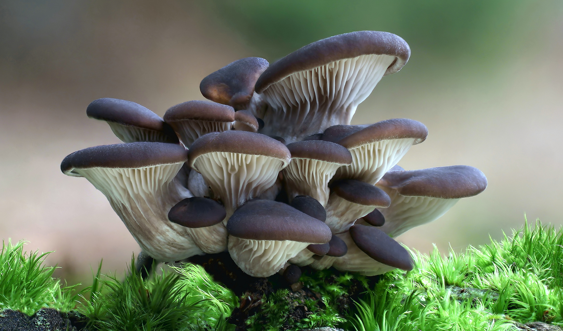 Austernpilz (Pleurotus ostreatus) Foto & Bild pflanzen, pilze