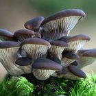 Austernpilz (Pleurotus ostreatus)