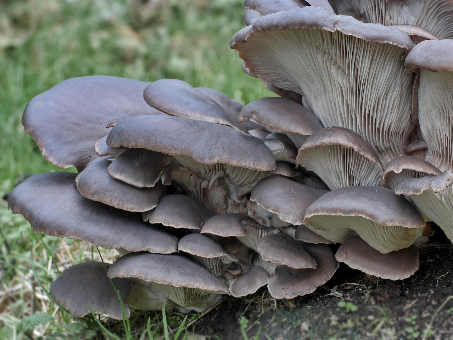 Austernseitling (Pleurotus ostreatus)