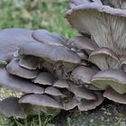 Austernseitling (Pleurotus ostreatus)