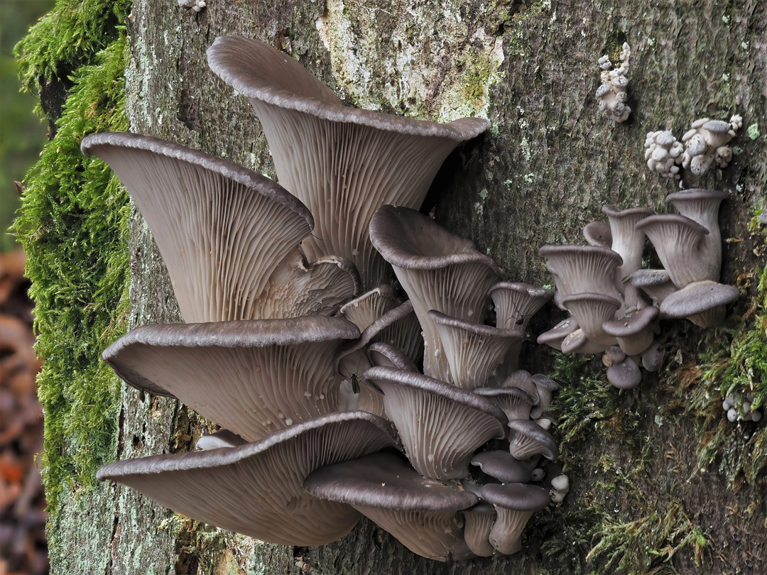 Austernseitling (Pleurotus ostreatus).