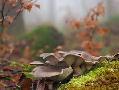 Austernseitling, (Pleurotus ostreatus)