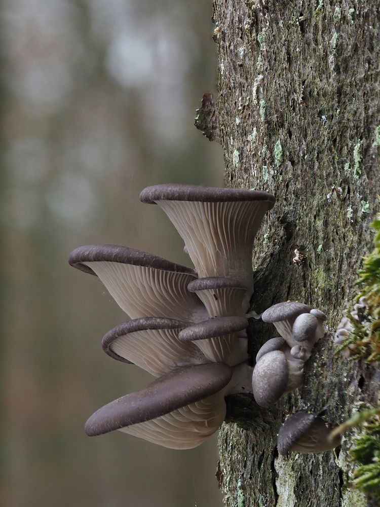 Austernseitling (Pleurotus ostreatus).