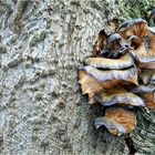 Austernseitling (Pleurotus ostreatus)