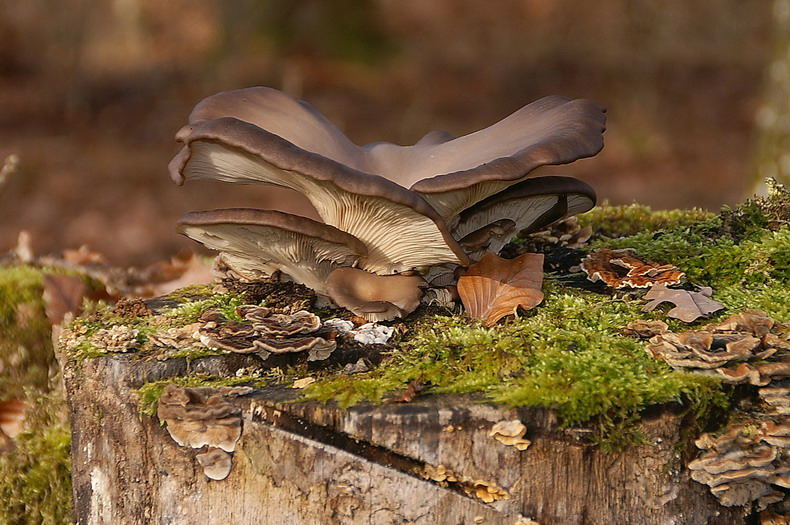 Austernseitling (Pleurotus ostreatus ?)