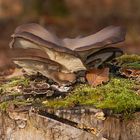 Austernseitling (Pleurotus ostreatus ?)