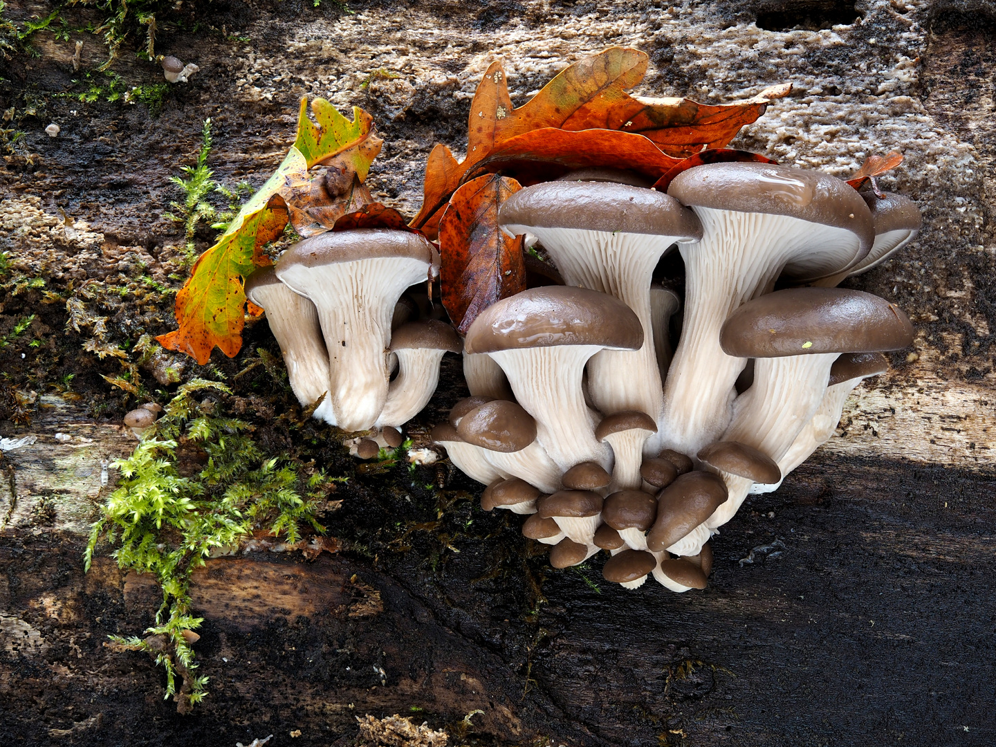 Austernseitling (Pleurotus ostreatus) 