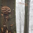 Austernseitling, (Pleurotus ostreatus)