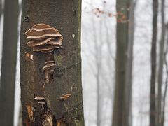 Austernseitling, (Pleurotus ostreatus)