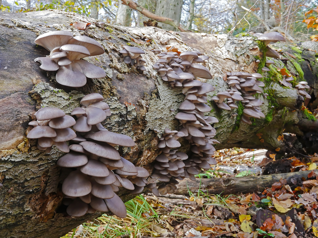 Austernseitling, (Pleurotus ostreatus)