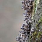 Austernseitling, (Pleurotus ostreatus)