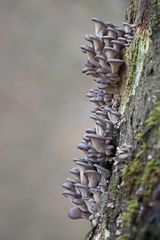 Austernseitling, (Pleurotus ostreatus)