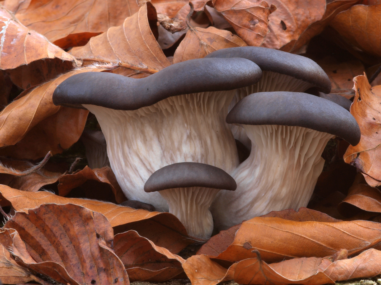 Austernseitlinge im herbstlichen Buchenlaub