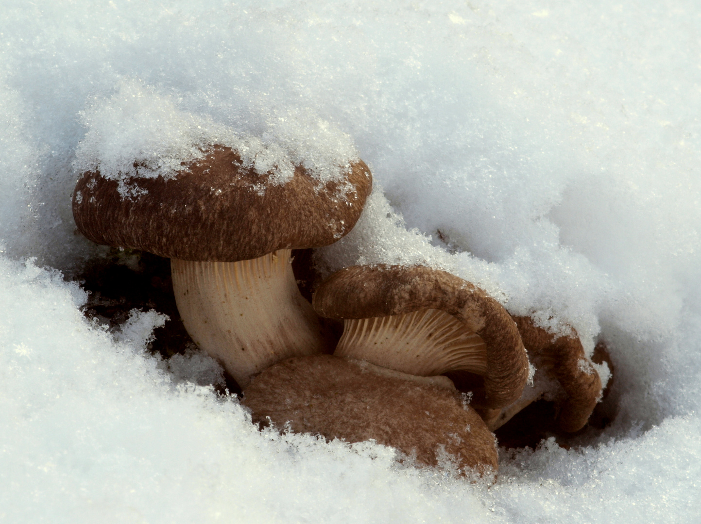 Austernseitlinge im Januar