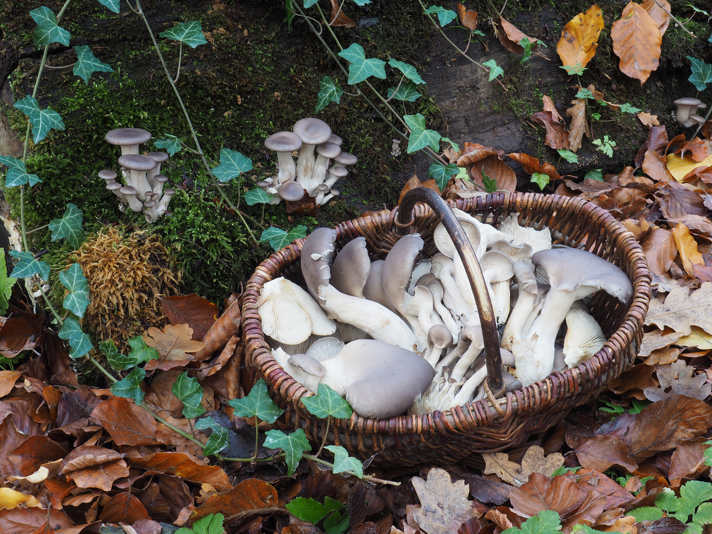 Austernseitlinge, Pleurotus ostreatus