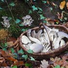 Austernseitlinge, Pleurotus ostreatus