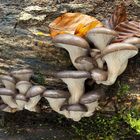 Austernseitlinge (Pleurotus ostreatus)