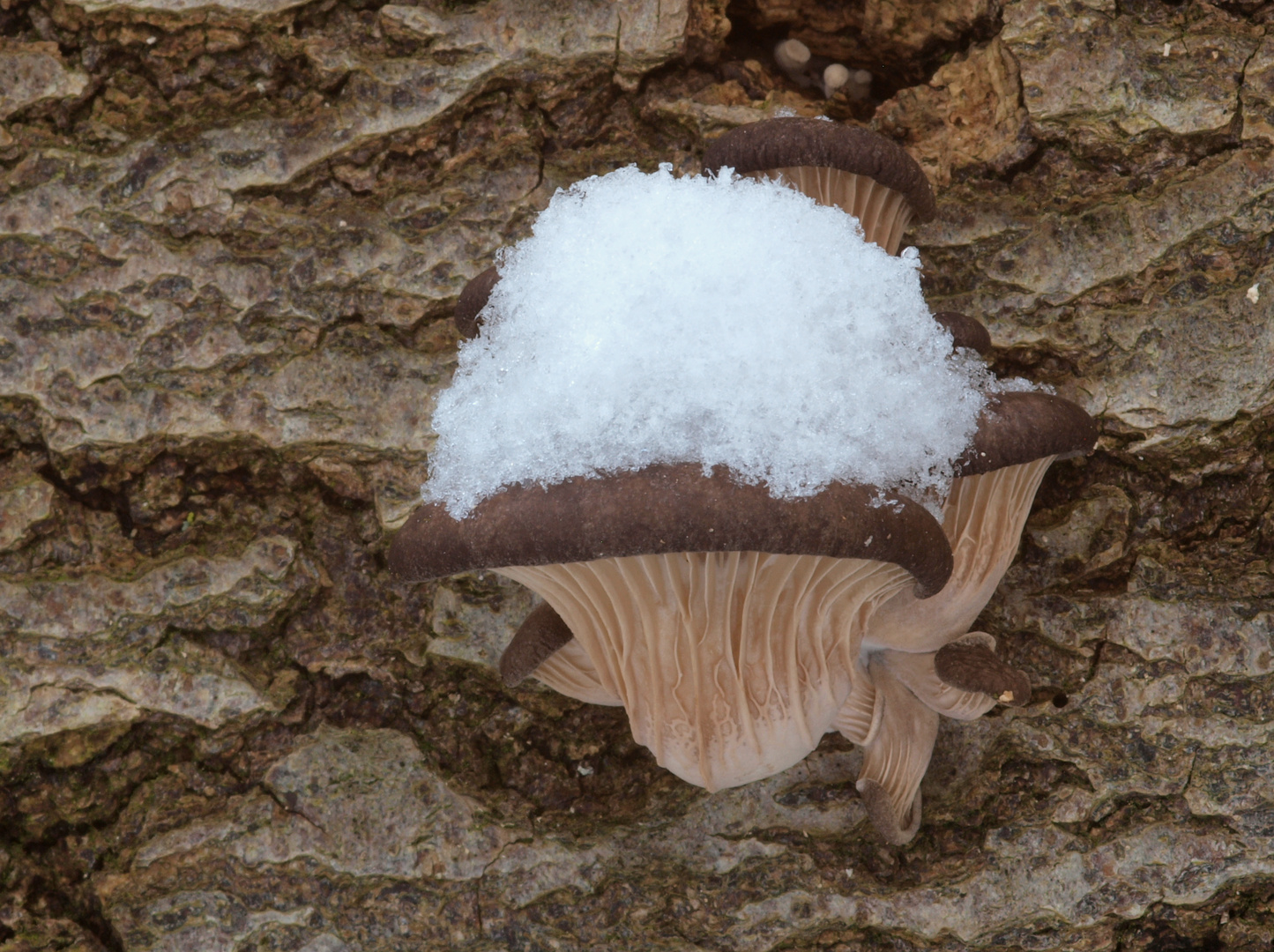 Austernseitlinge (Pleurotus ostreatus) - Nummer 3