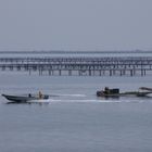 Austernzucht im Bassin de Thau