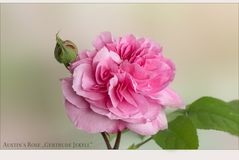 Austin Rose....