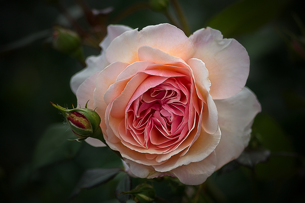 Austin-Rose aus meinem Garten ....