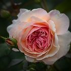 Austin-Rose aus meinem Garten ....