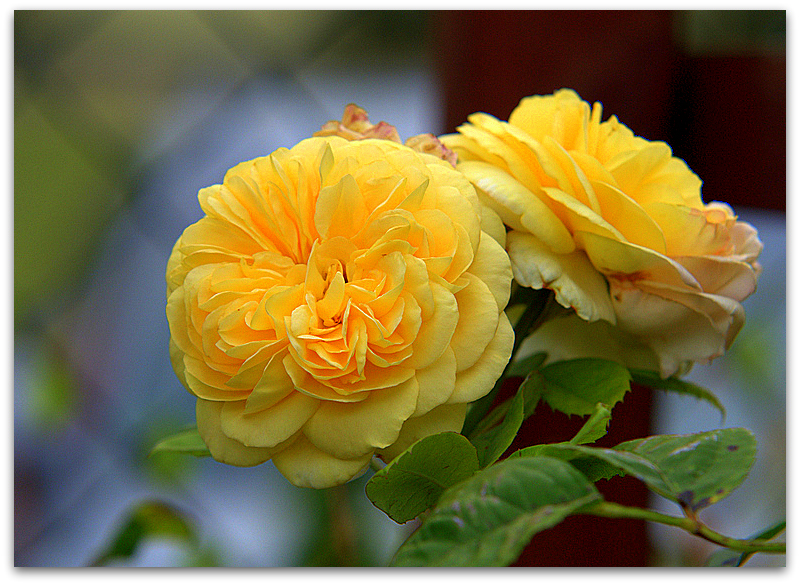 Austin Rose Fragrant Old Yellow