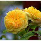 Austin Rose Fragrant Old Yellow