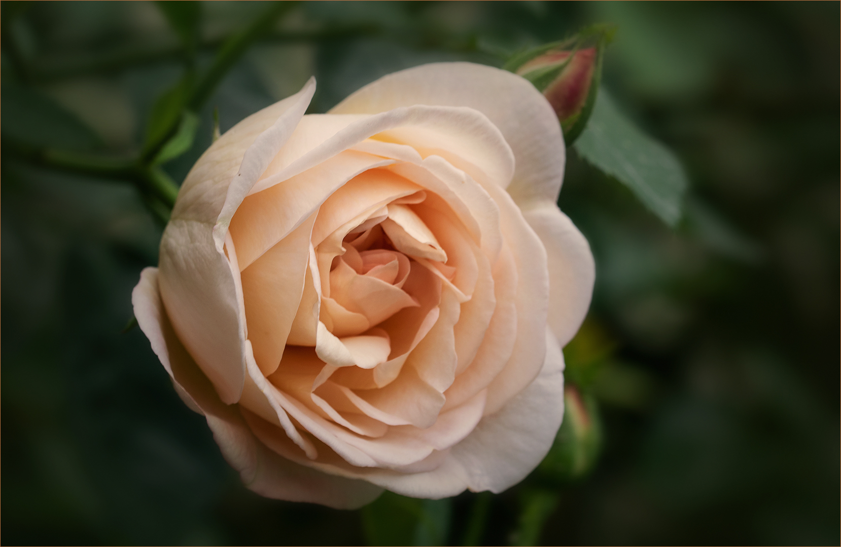 Austin Rose - Mein Gartenrosenjahr ist eröffnet....  