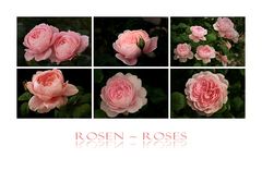 Austin-Roses....