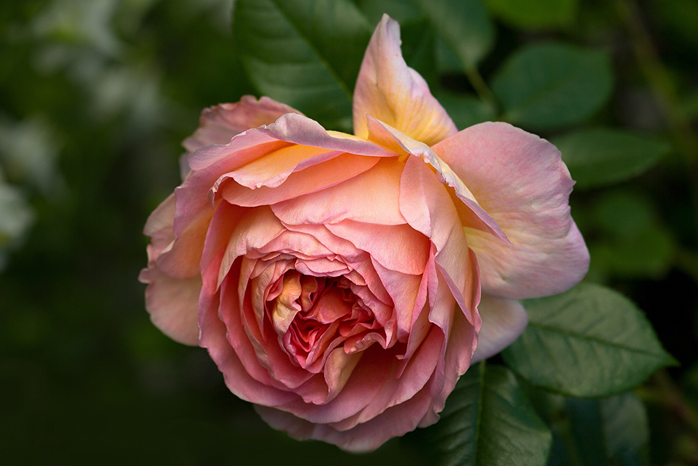 Austin's Abraham Darby....