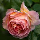 Austin's Abraham Darby....